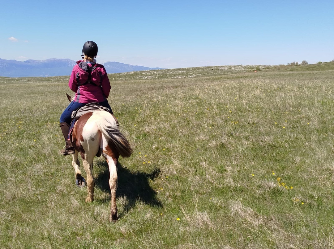 Lazy Horse Riding Center景点图片