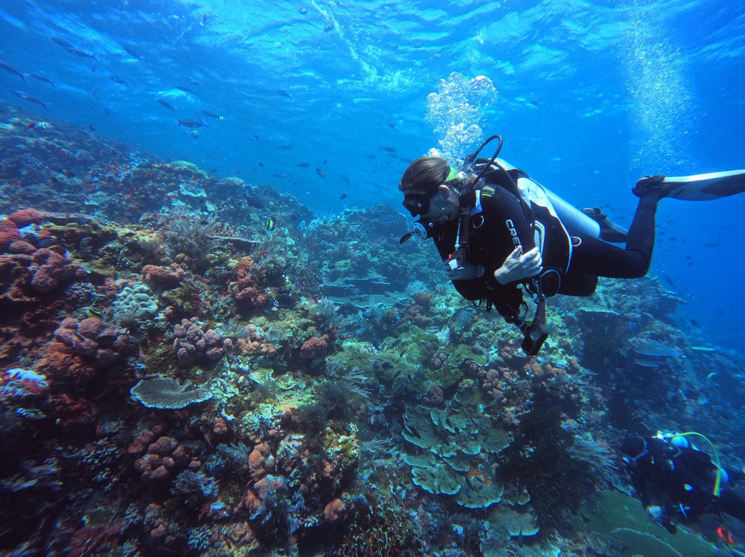 Scuba Junkie Komodo景点图片