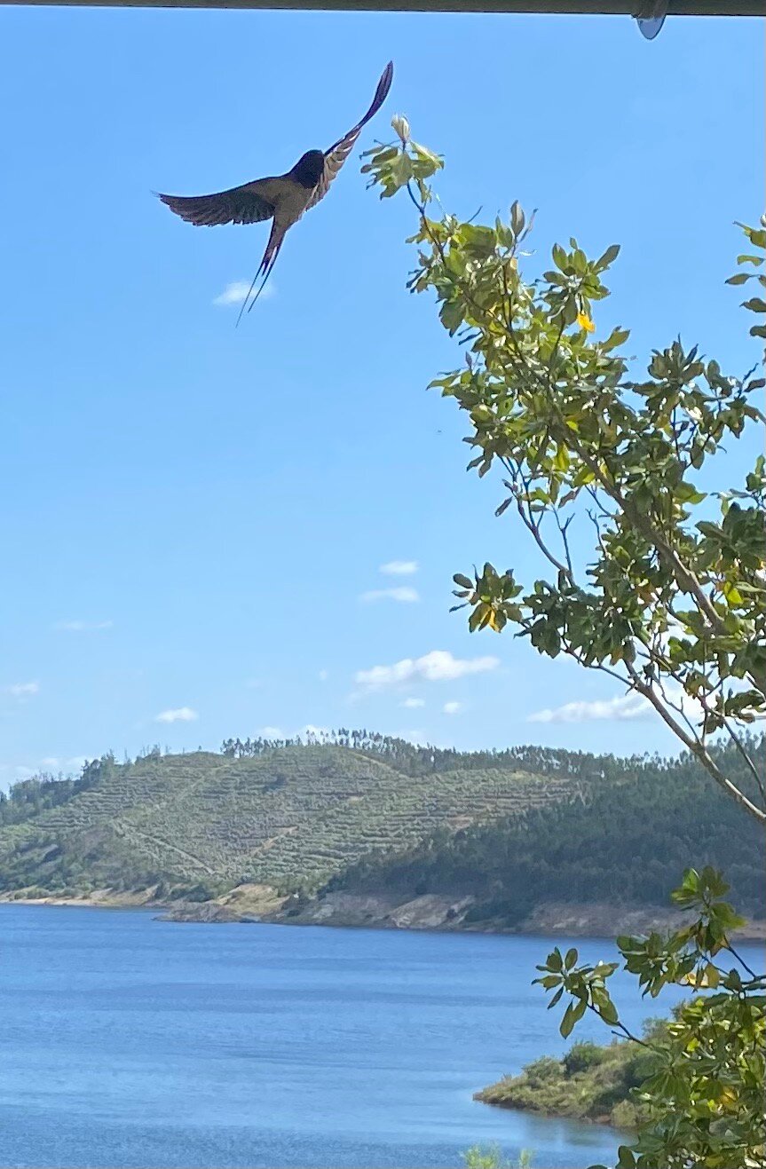Paradise In Portugal-官方