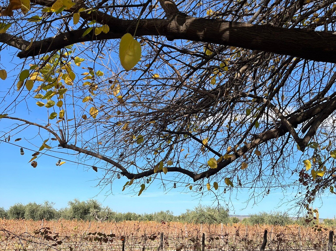 Bodega Lagarde-路冉得库约必去景点