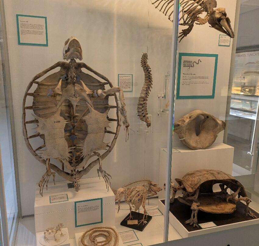 University Museum of Zoology-剑桥必去景点