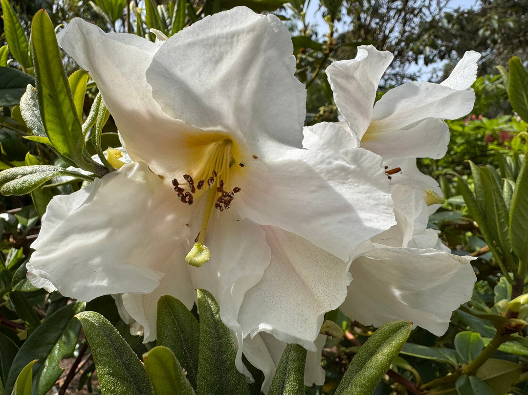Logan House Gardens景点图片