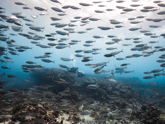 Aquatic Life Divers, Kona-凯鲁瓦-柯纳必去景点