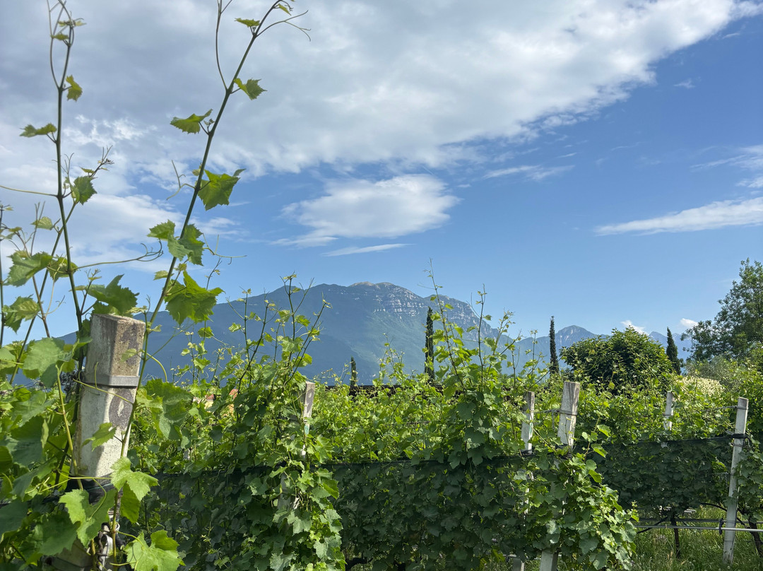 Azienda Agricola Comai景点图片