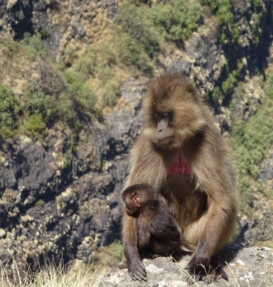 Simien Tour Guide-贡德尔必去景点
