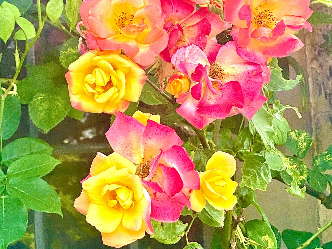 Goldsborough Hall主图