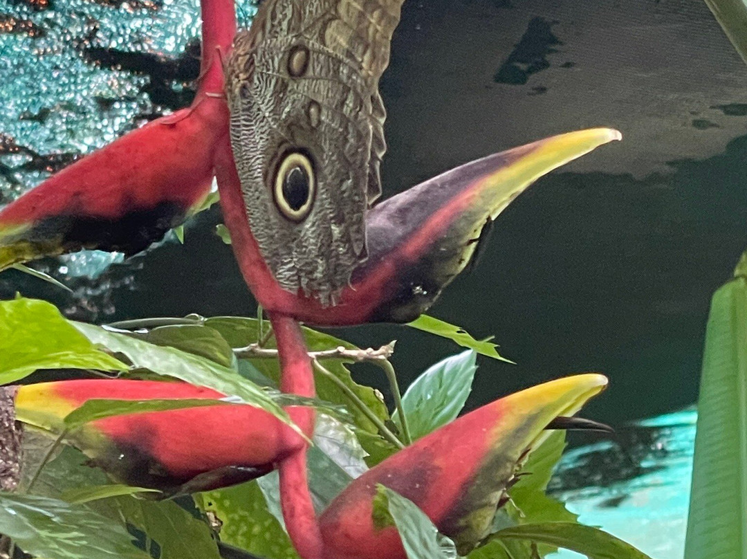 Royal Butterflies-哈科必去景点