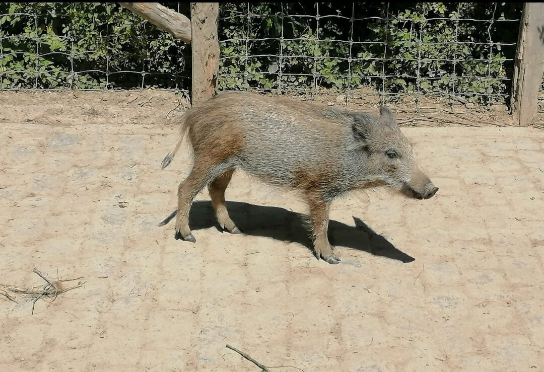 Wildpark Wiehl-Wiehl必去景点