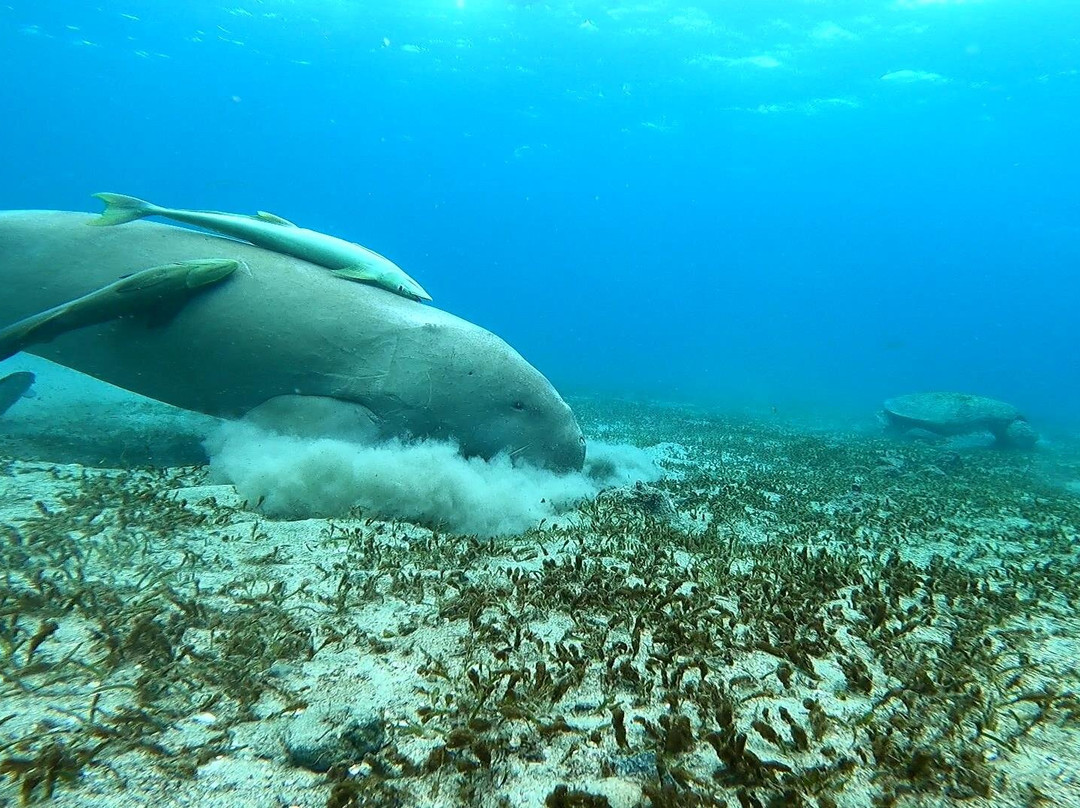 Ohana Dive Co.-纳什维尔必去景点