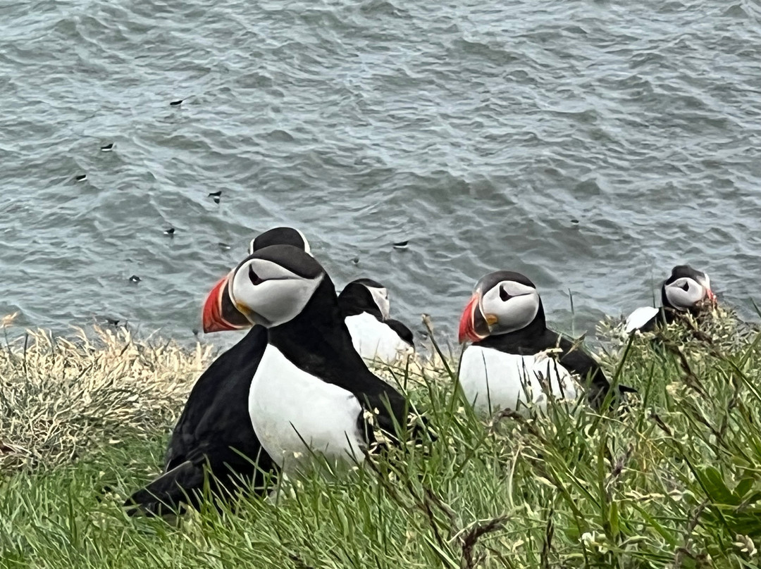 Ingólfshöfði Puffin Tour-史卡法特必去景点