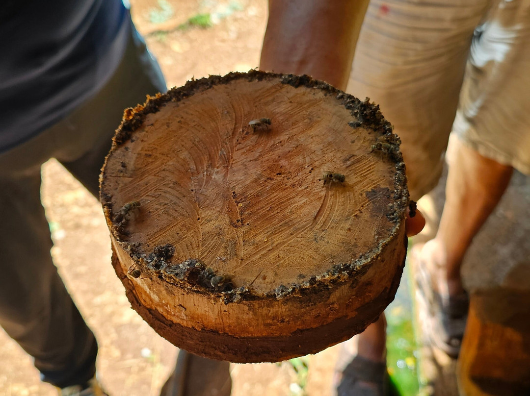 Meliponario "u Naajil Yuum K'iin"-Mani必去景点