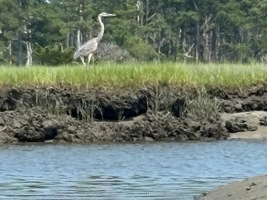 Chincoteague Island Tours-钦科蒂格岛必去景点