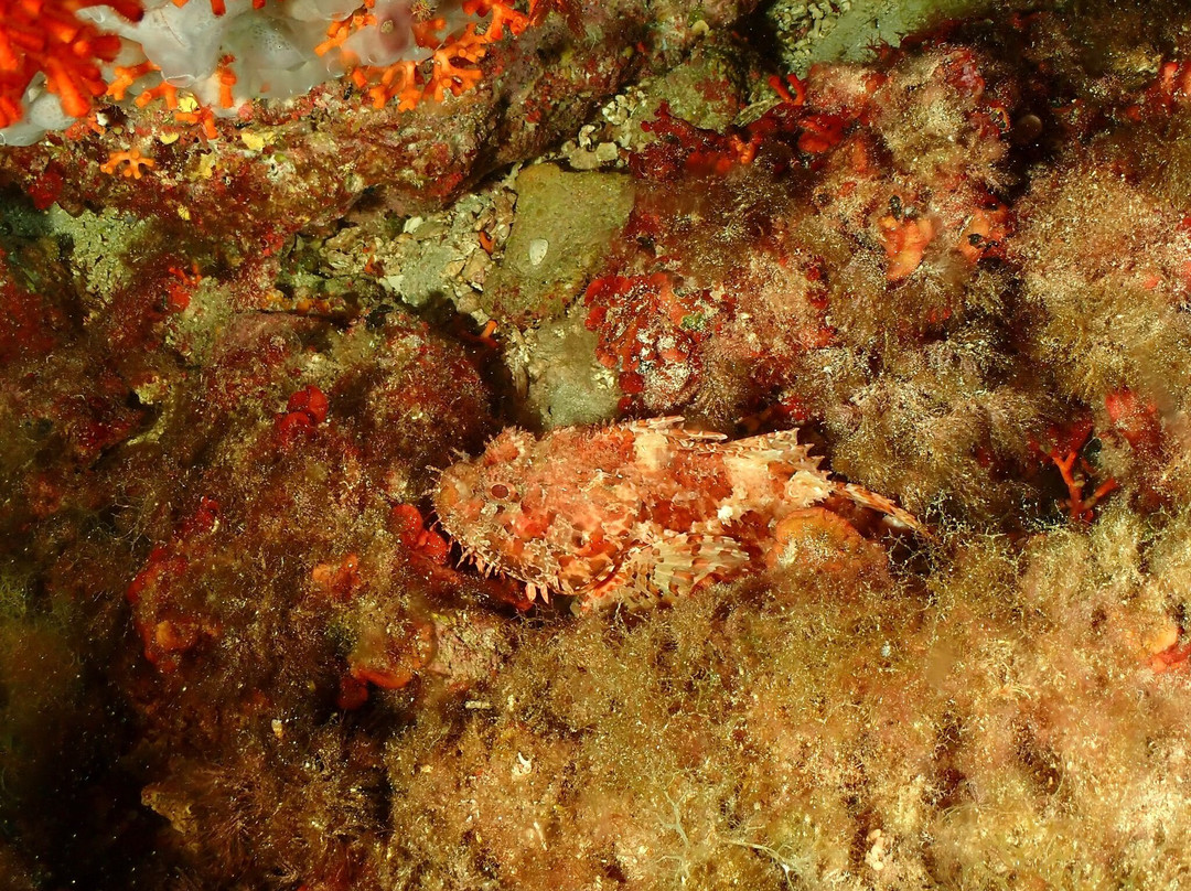 Dive & Fun-卡普德佩拉必去景点