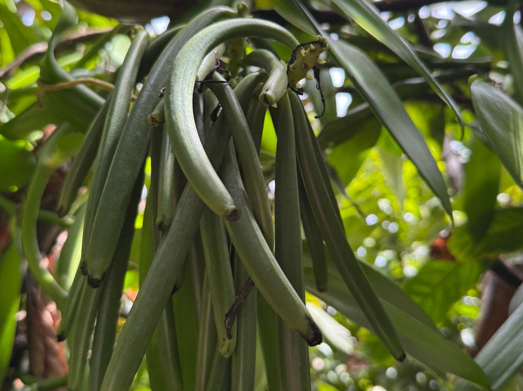 Hamakua Chocolate Farm-帕派科欧必去景点