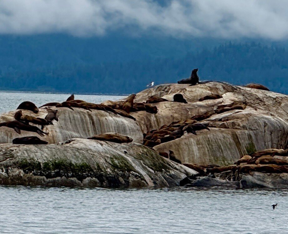 Glacier Bay Lodge & Tours-古斯塔夫斯必去景点