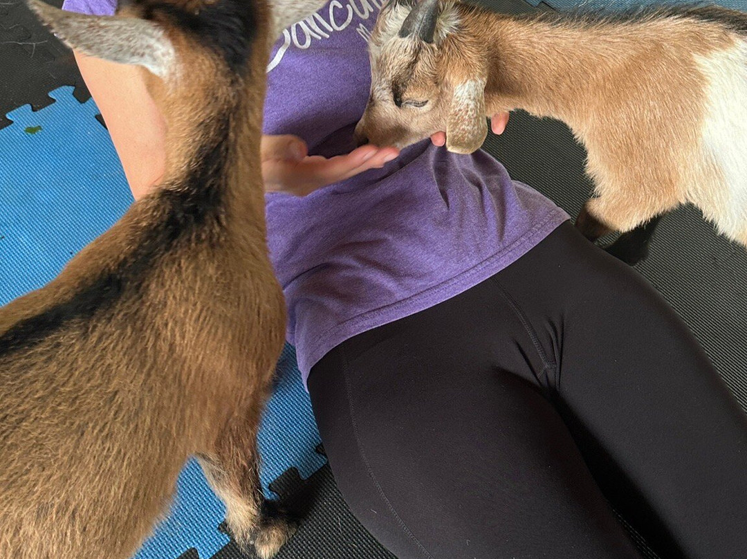 The Amish Farm And House-兰卡斯特必去景点