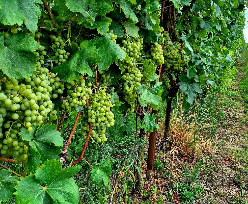 Corte Fornello Winery-明乔河畔瓦莱焦必去景点