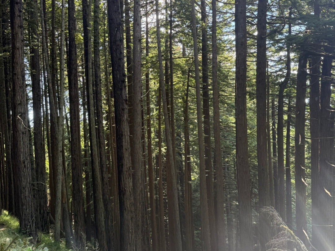 Dipsea Trail-米尔谷必去景点