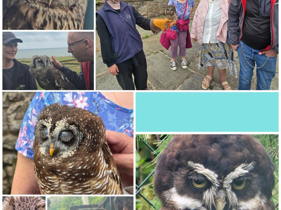 North Wales Owl Sanctuary-Corwen必去景点