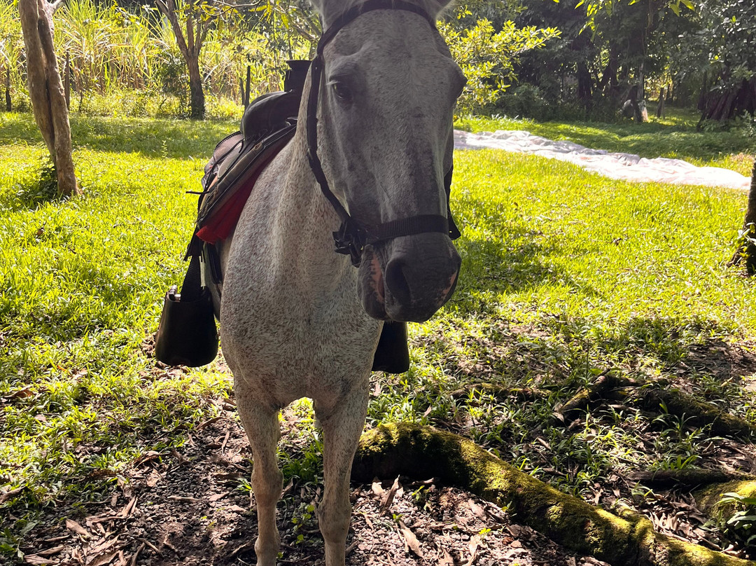 Franklin's Horseback Riding-波魁特必去景点