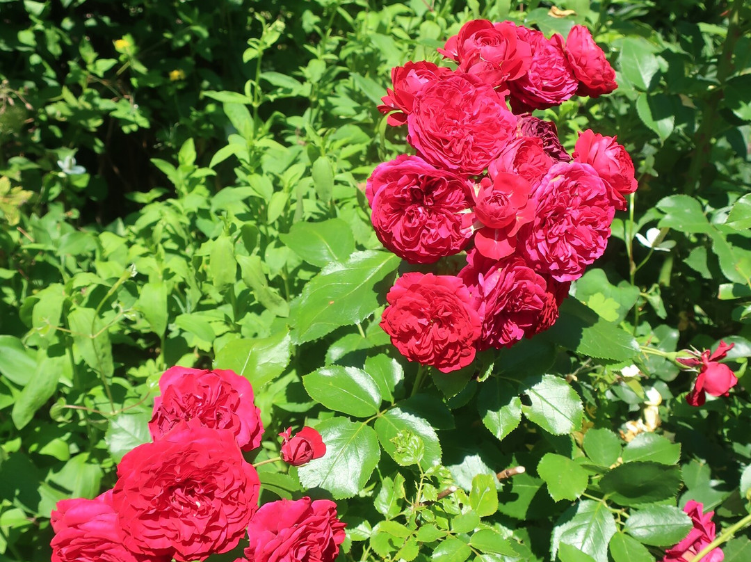 上野农场-旭川市必去景点