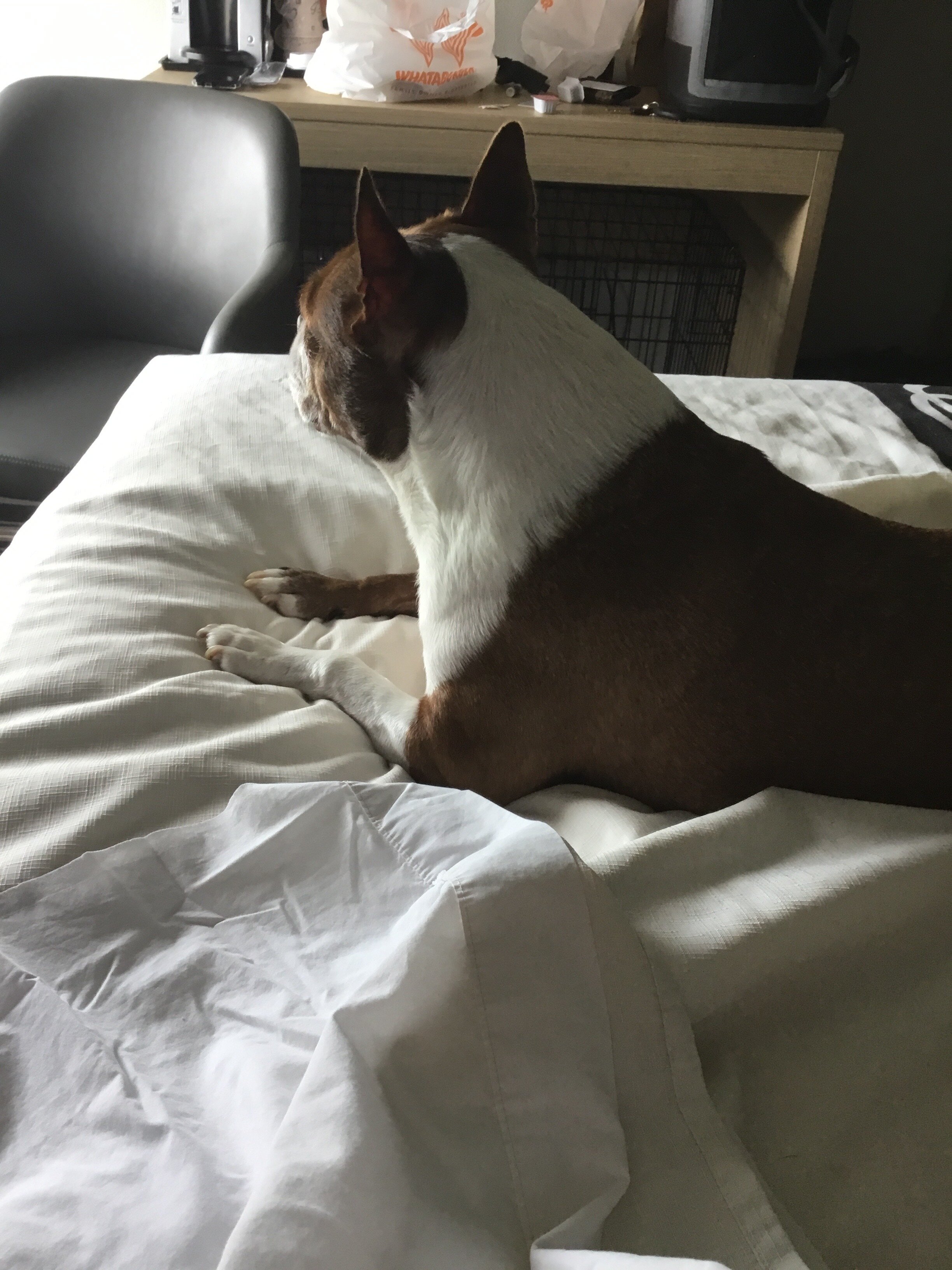 La Quinta Inn & Suites by Wyndham Bridge City-客卧