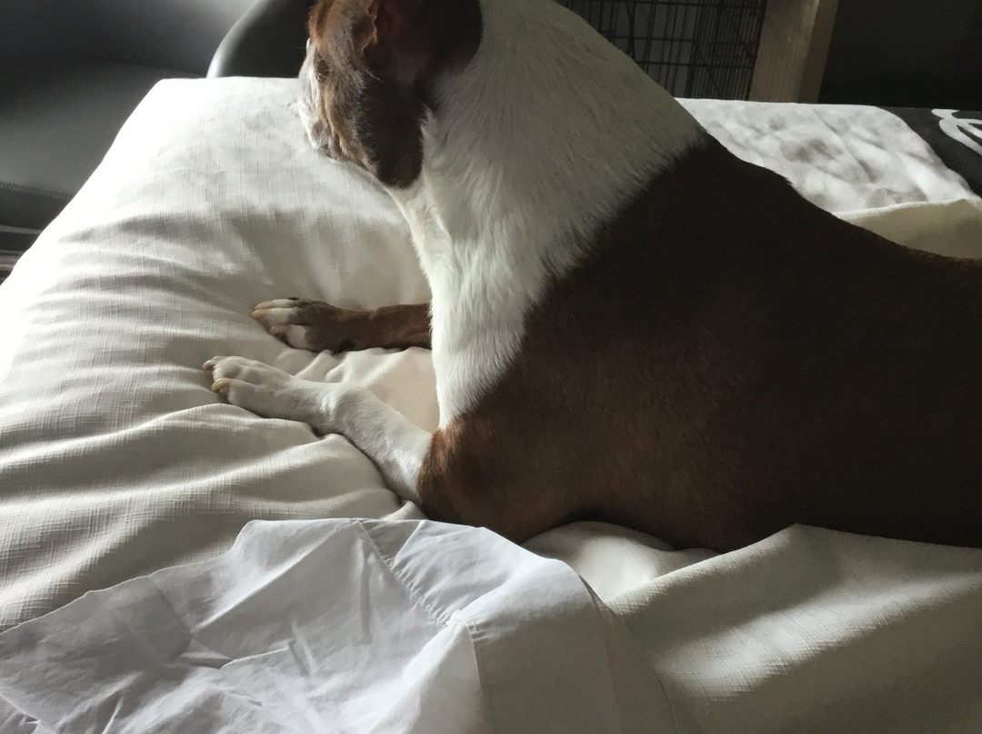 La Quinta Inn & Suites by Wyndham Bridge City主图