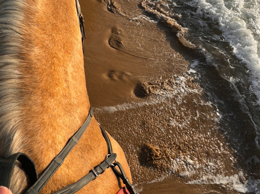 Hipica Gilillo-San Miguel de Salinas必去景点