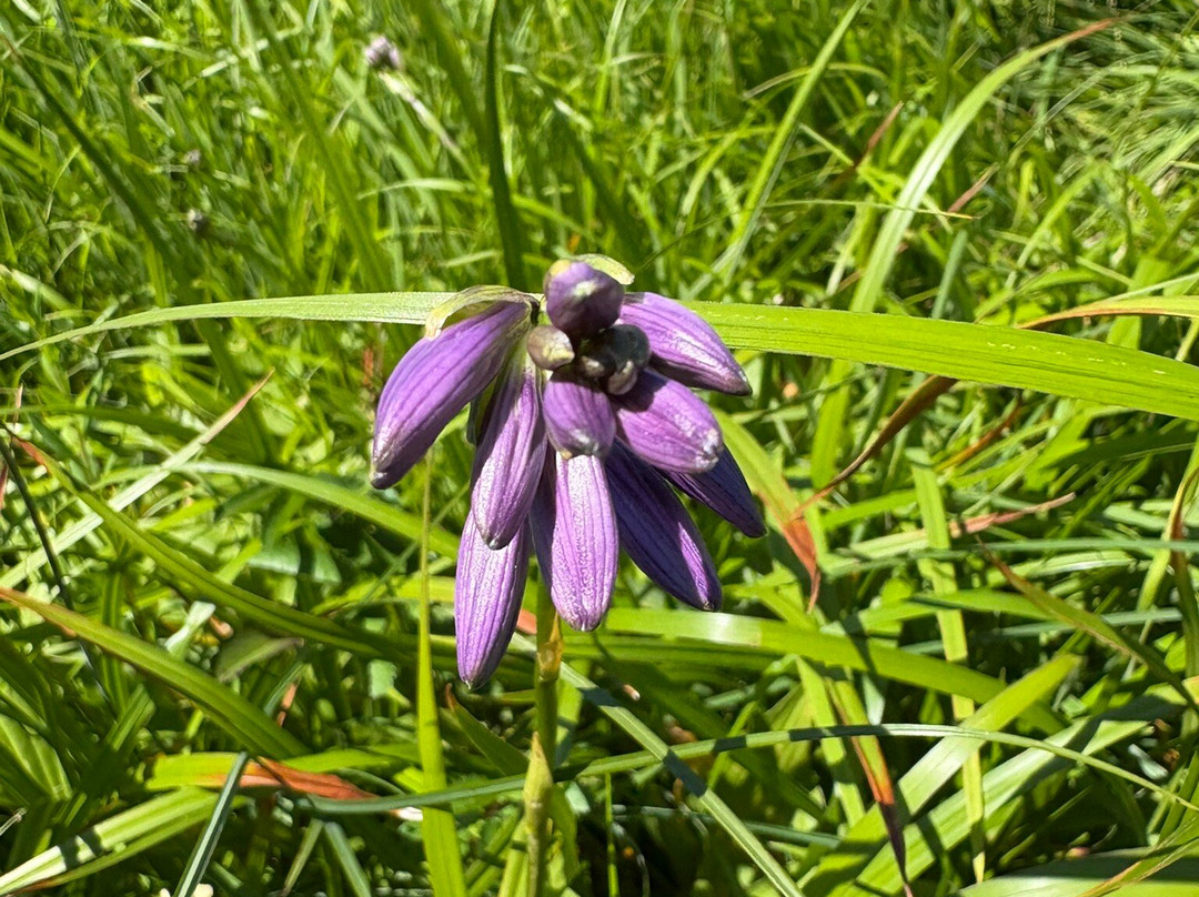 Ozenuma Lake-桧枝岐村必去景点