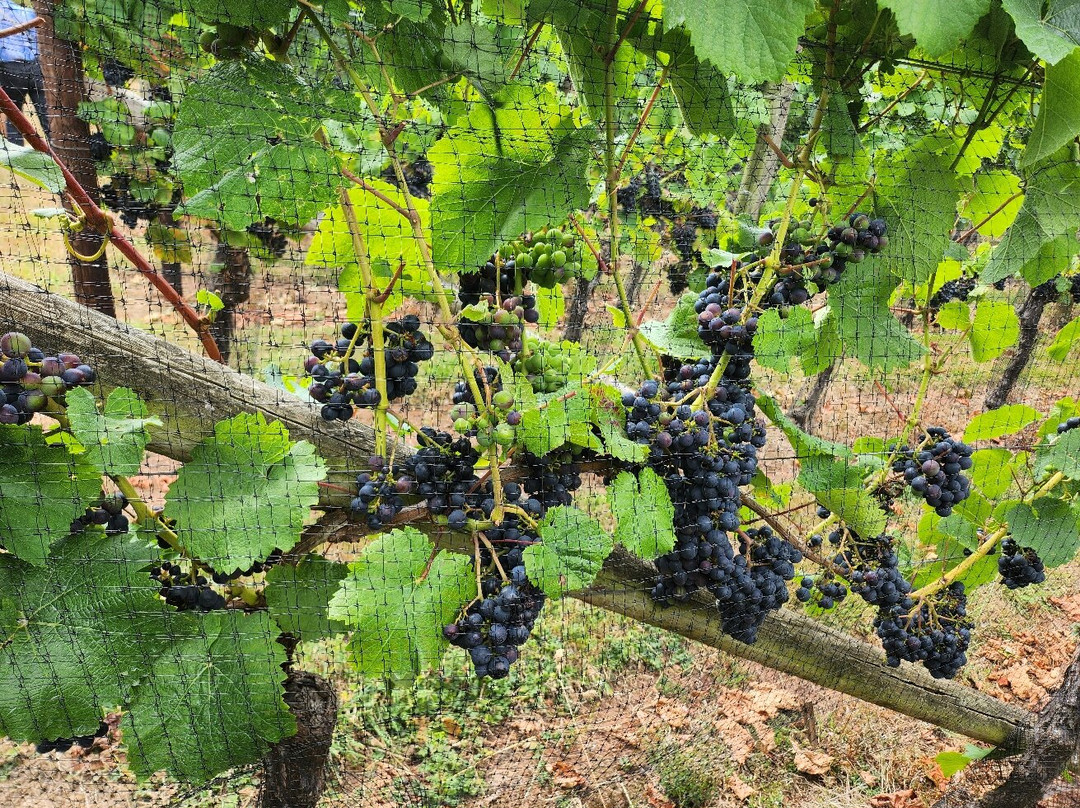 Lily Farm Vineyard-Budleigh Salterton必去景点