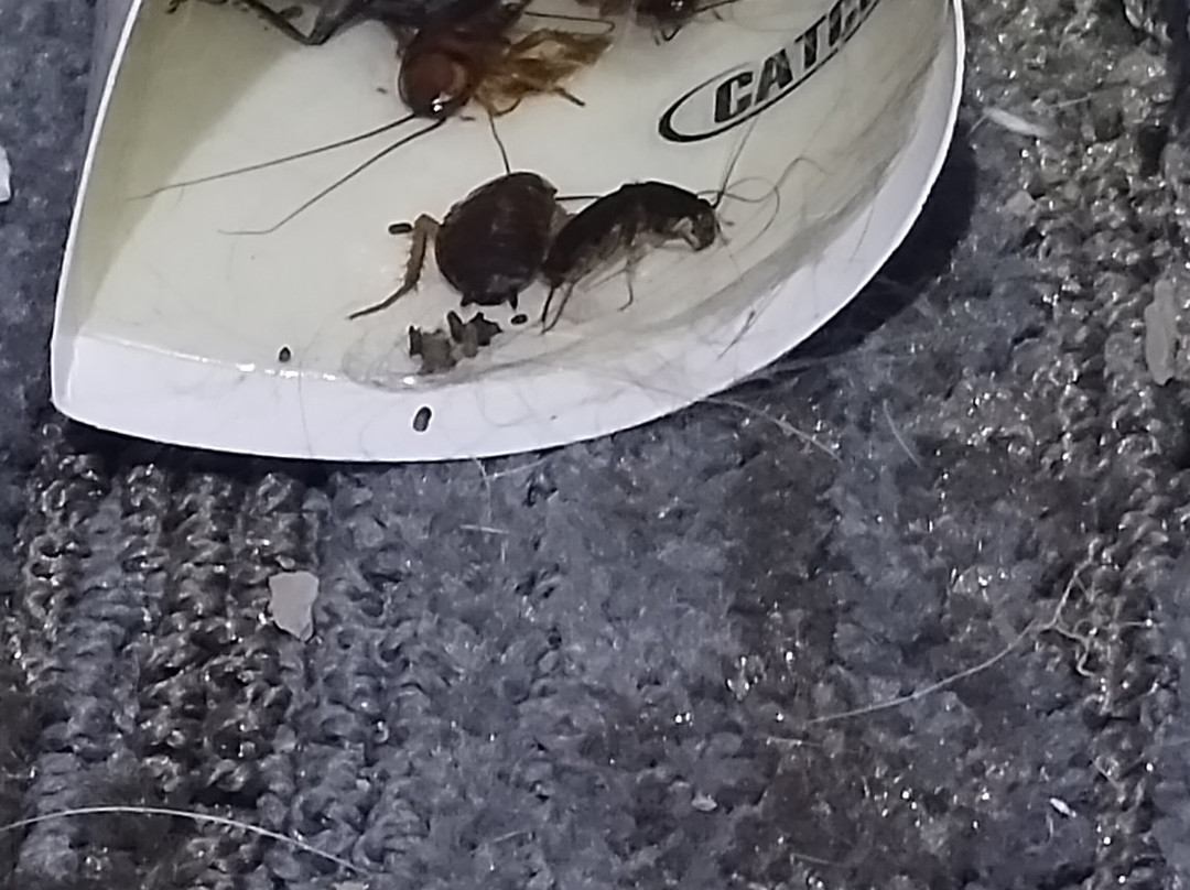 Best Western Eastland主图