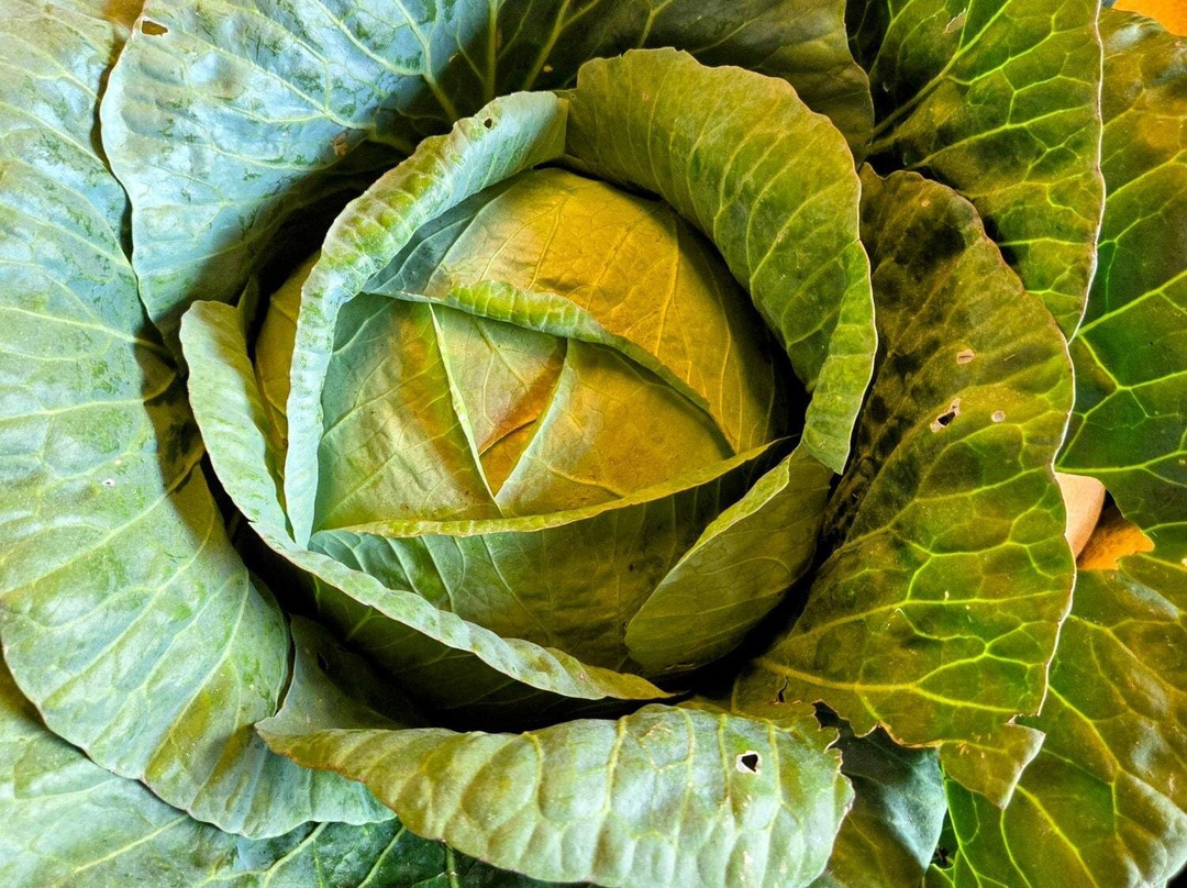 Massanutten Country Corner-卢雷必去景点