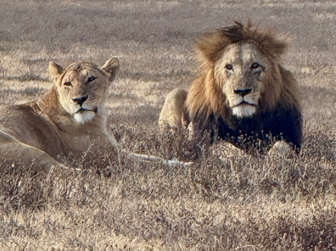 Safari Stride-Ngorongoro必去景点
