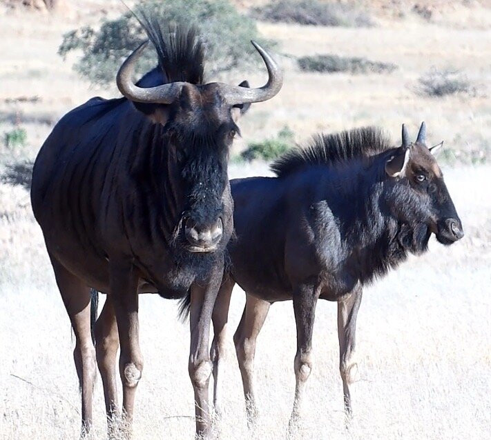 Nature Travel Namibia-温德和克必去景点