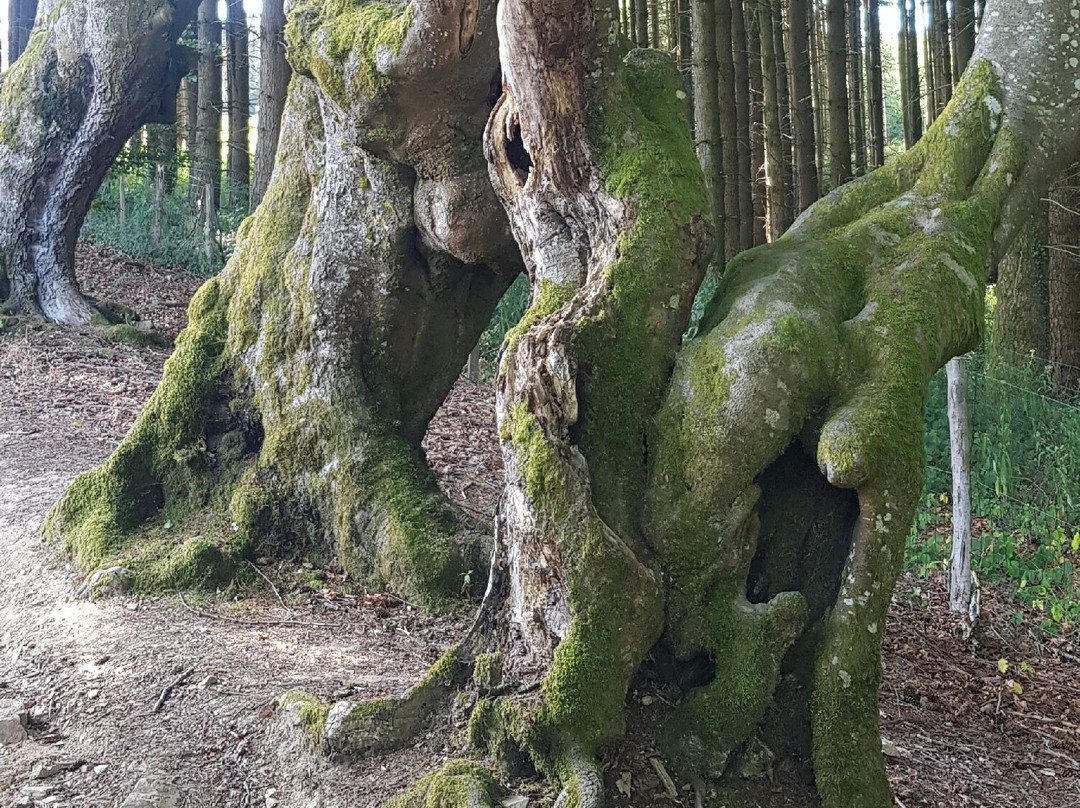 Allee des Geants-Saint-Nicolas-des-Biefs必去景点