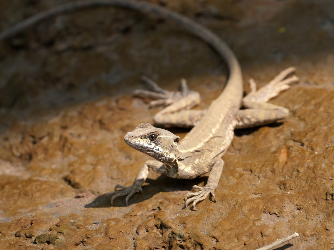INTERNATURA FRCR-Santo Domingo de Heredia必去景点