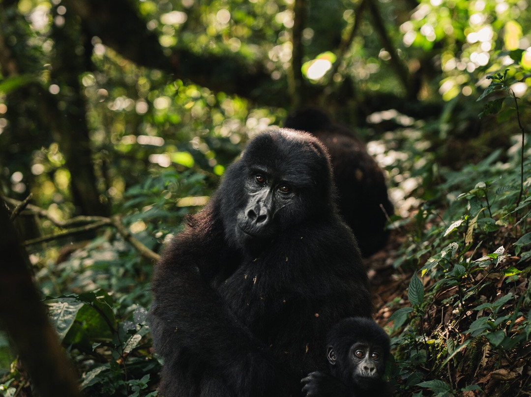 Kambuga酒店住宿-Silverback