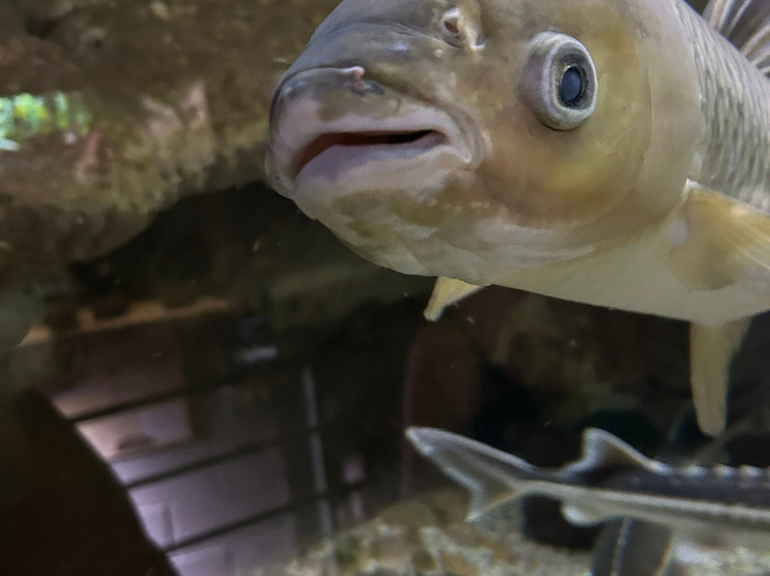 Aquarium du Limousin-利摩日必去景点