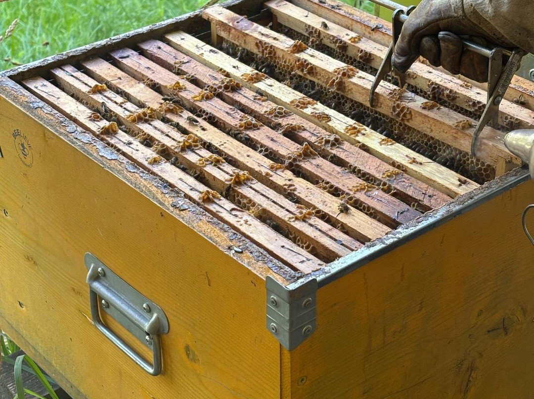 MMape • Mulino Museo dell'ape-Croviana必去景点