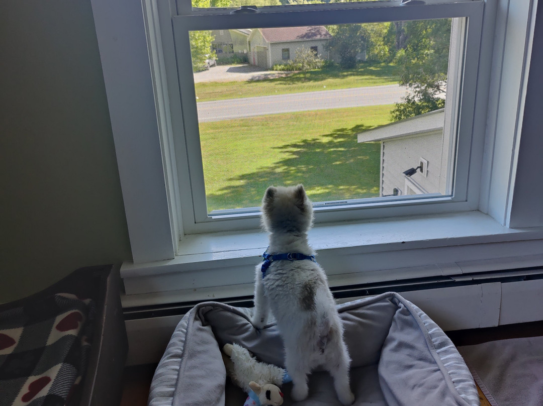 The Paw House Inn主图