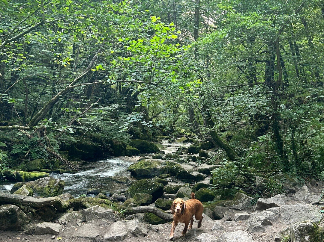 Golitha Falls-利斯卡德必去景点