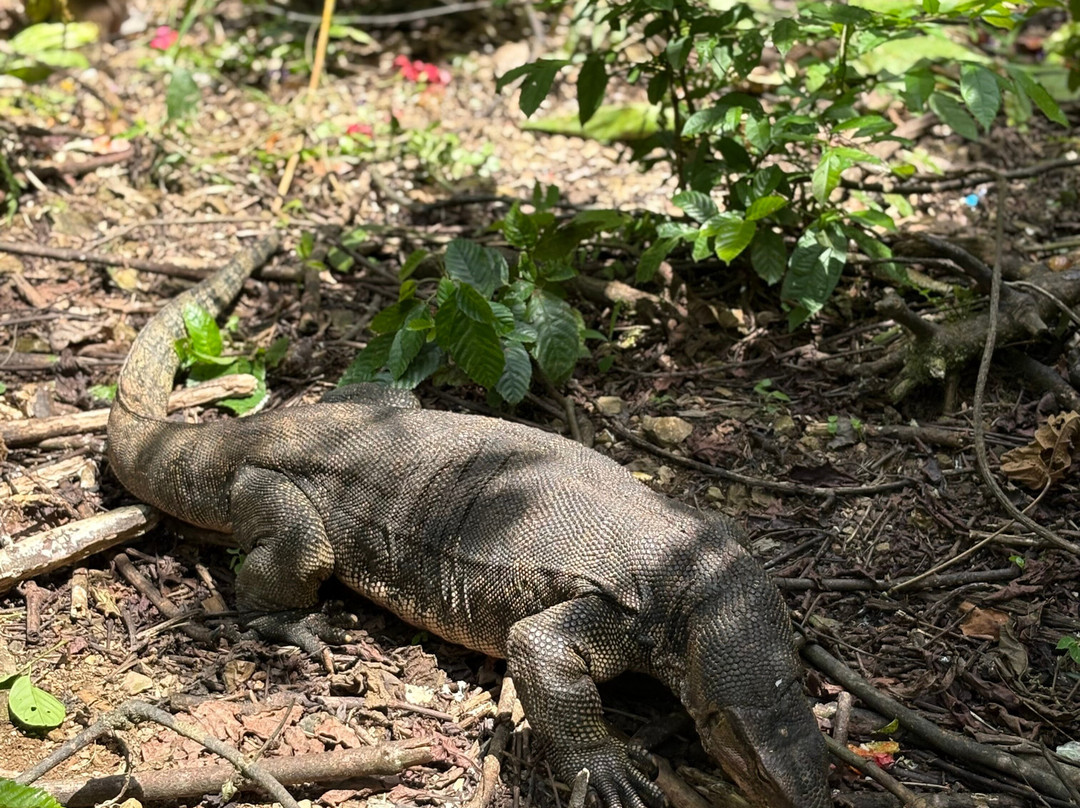 Thomas Jungle Tours-武吉拉旺必去景点