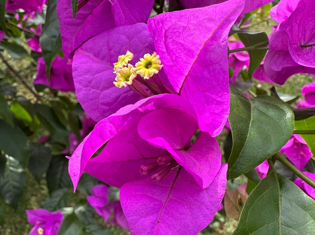 Royal Botanic Gardens Peradeniya-康提必去景点
