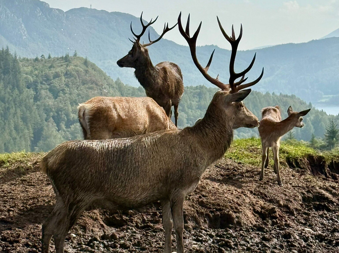 Reraig Forest-Strathcarron必去景点