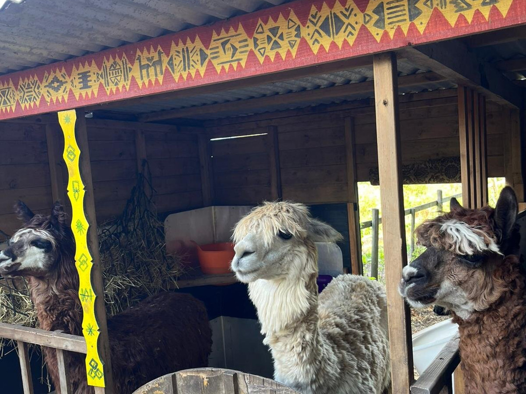 Alpaca Trekking-Wells-next-the-Sea必去景点