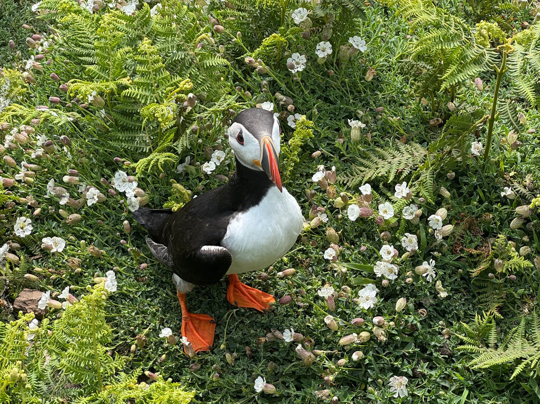 Pembrokeshire Islands Boat Trips-Marloes必去景点