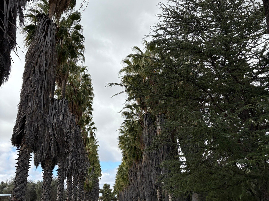 Olivewood Historic Homestead and Museum-Renmark必去景点