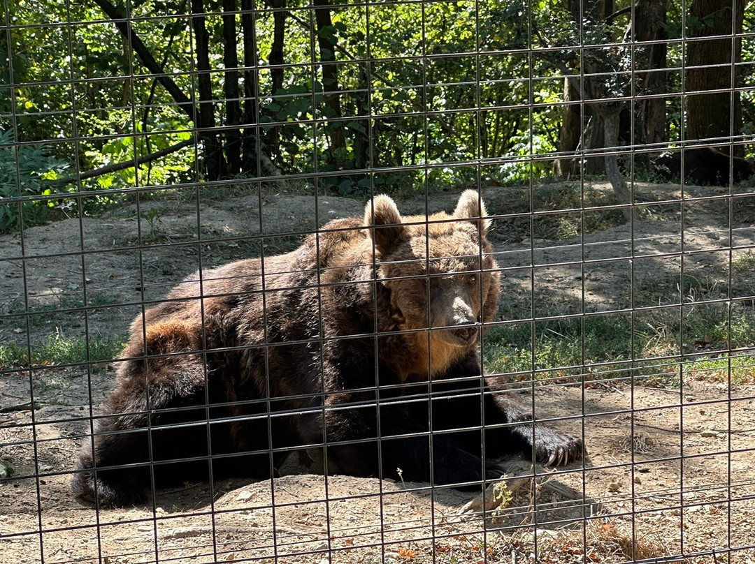 Libearty Bear Sanctuary Zarnesti-Zarnesti必去景点