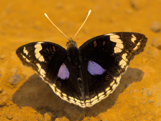 Birding and Educational Tours Rwanda-吉佳利必去景点