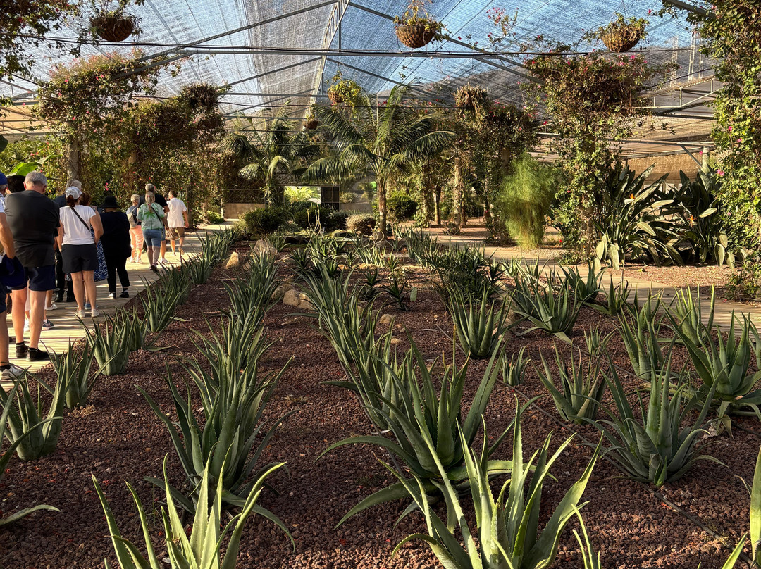 Finca Canarias Aloe Vera-Guimar必去景点